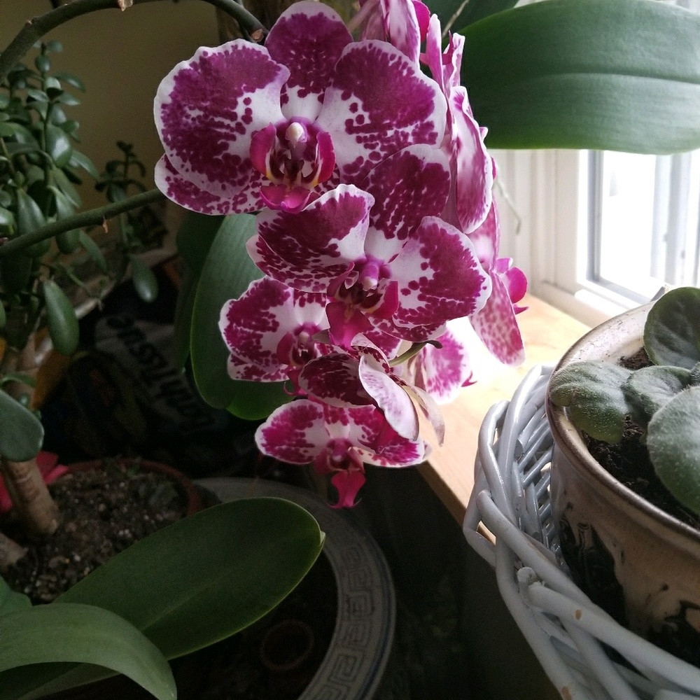 Meet your Posher, Balbina